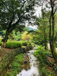 🌰 알밤처럼 영근 절, 공주 마곡사