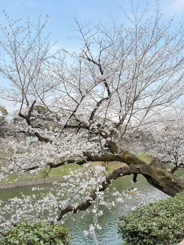 2025.03.28 櫻花季東京獨旅五天四夜行程 p6 第四天行程大公開(5.17:30千鳥淵（千鳥ヶ淵）)