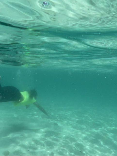 ดำน้ำตื้นเกาะช้าง ดำน้ำตื้นเกาะช้าง