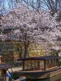 Serenity on Hachiman-bori Canal — A Timeless Cherry Blossom Cruise 💗