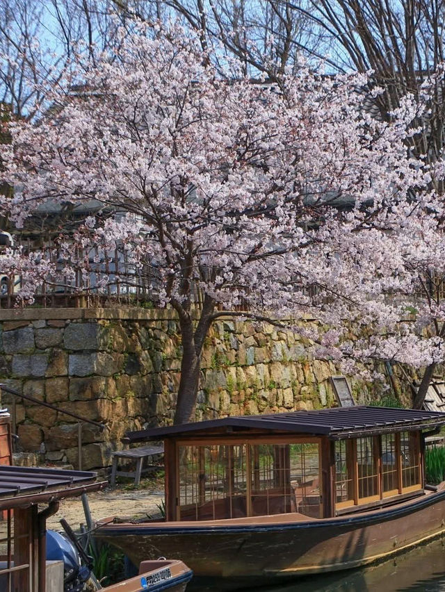Serenity on Hachiman-bori Canal — A Timeless Cherry Blossom Cruise 💗