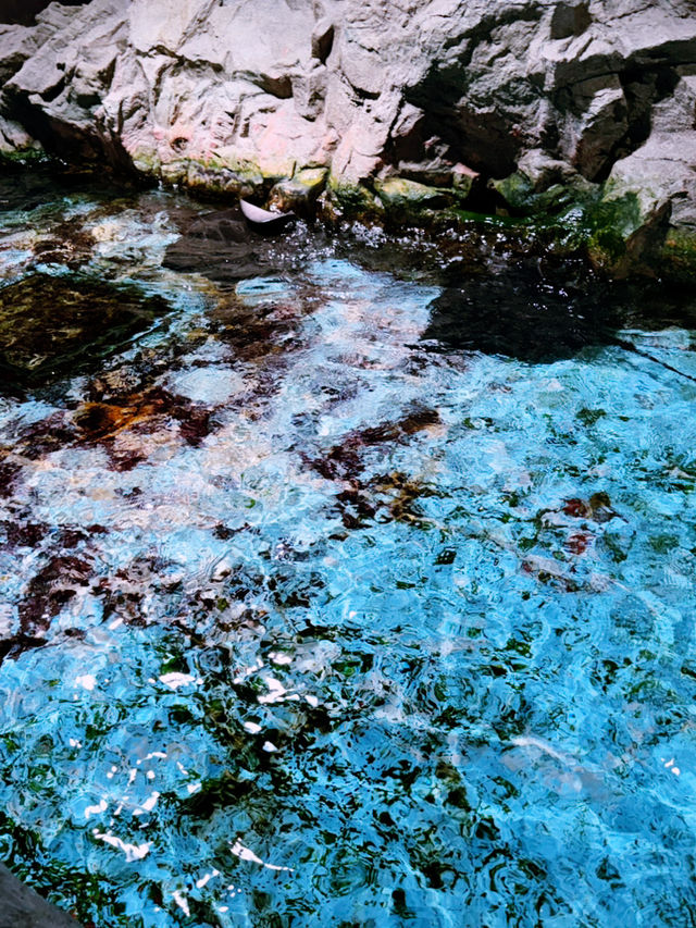 🐧【登別尼克斯海洋公園】親子必去!企鵝巡遊+沙丁魚風暴+童話城堡水族館 🐧【登別尼克斯海洋公園】親子必去!企鵝巡遊+沙丁魚風暴+童話城堡水族館