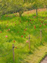 영국 런던 여행 필수 코스! 영국 큐 왕립 식물원