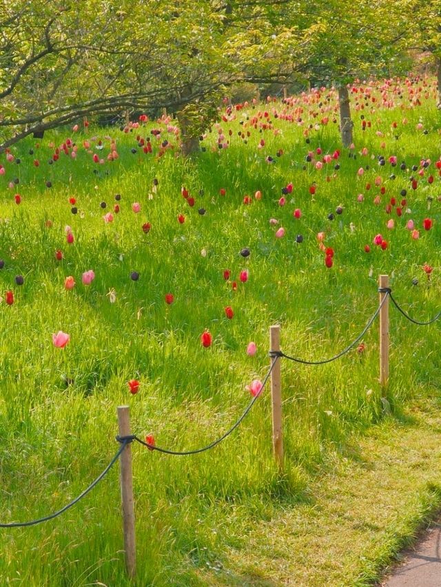 영국 런던 여행 필수 코스! 영국 큐 왕립 식물원