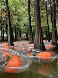 Kunming Wetlands🌧️  