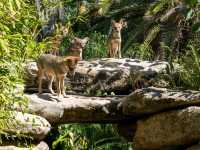 🌴 Urban Wilderness: The Tropical Garden, Tel Aviv
