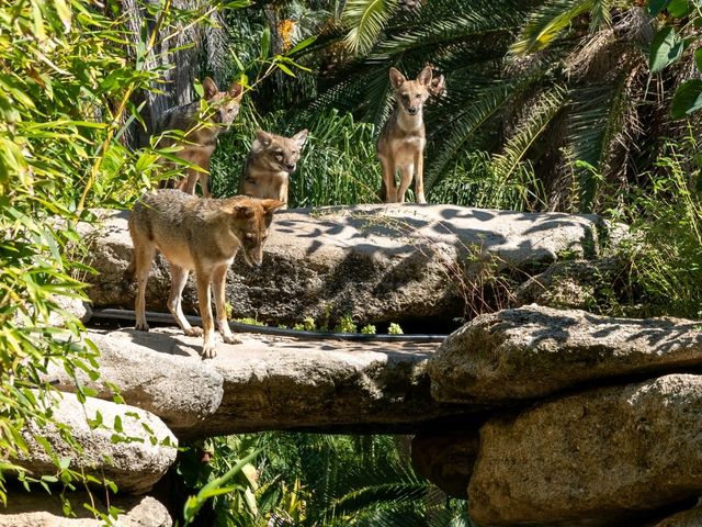 🌴 Urban Wilderness: The Tropical Garden, Tel Aviv