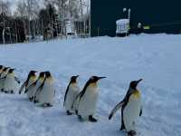 Asahiyama Zooแพนกวินเดินพาเหรดบนรันเวย์หิมะ!