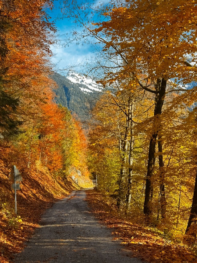 🚡 ลอยเหนือหุบเขา Jungfrau กับกระเช้าแดง Isenfluh