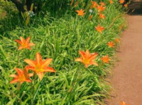 Discovering Nature’s Pharmacy at Tokyo Medicinal Plant Garden 🌿
