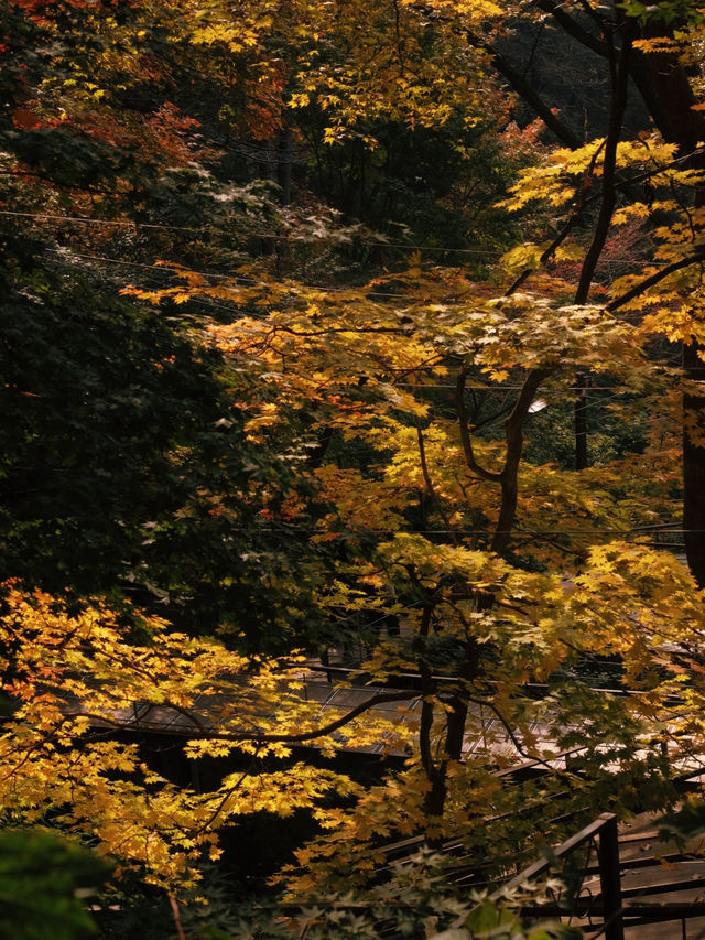 🌲 Hwadam Forest — A Hidden Autumn Paradise Just Outside Seoul