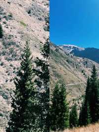 에메랄드빛 호수 위로 솟아오른 나무들의 신비로움