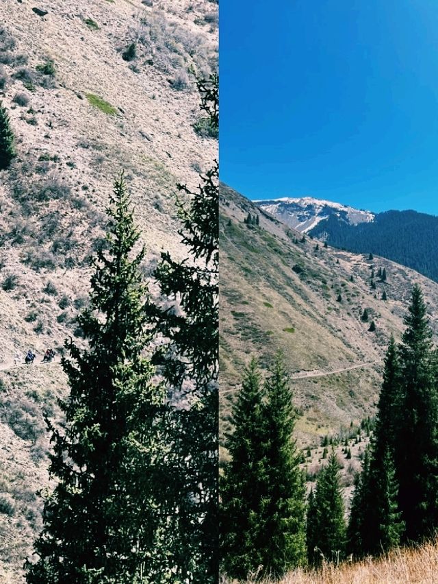 에메랄드빛 호수 위로 솟아오른 나무들의 신비로움 에메랄드빛 호수 위로 솟아오른 나무들의 신비로움