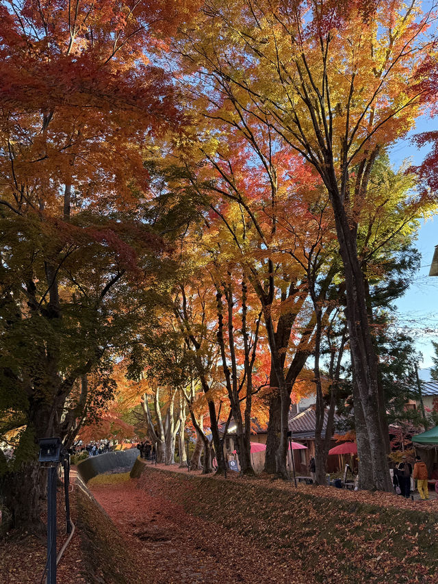 Quineville Fall Vibes & Fuji Views: Ultimate 3-Day Itinerary 🍁🌄