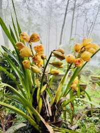 Ham Rong Magic🌄🌳☁️