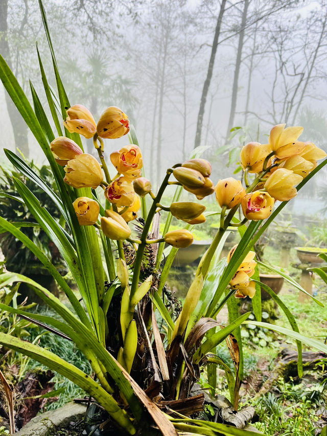 Ham Rong Magic🌄🌳☁️ Ham Rong Magic🌄🌳☁️