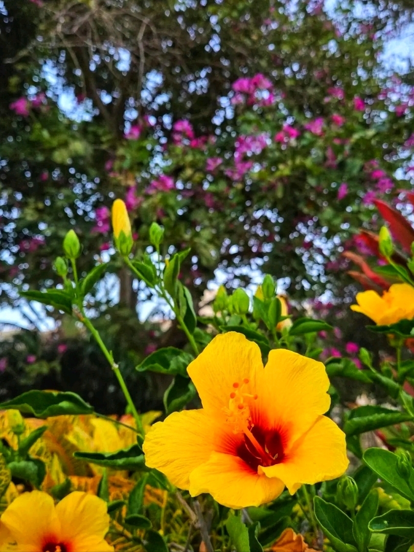🌴 카아나팔리 해변 – 마우이의 열대 보석