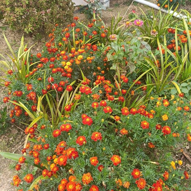 Tropical Adventure from Cool Mountain Foothills to Sun light Islands