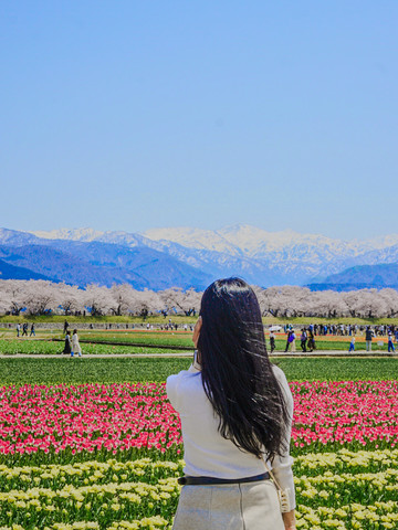 あさひ舟川 春の四重奏｜桜・菜の花・新緑・雪山の共演 | Trip.com 朝日町