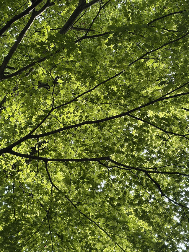 【秋田】駅チカで満喫!ご当地グルメ&歴史さんぽ旅🍶🌿