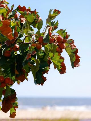 🍒 Aranya in Autumn | A Touch of Red by the Sea