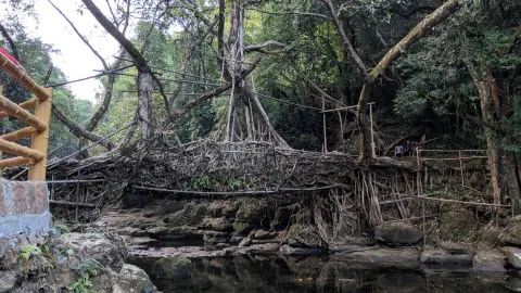 🌱 A Bridge Made by Nature: Discovering the Living Root Brid — traveler post in Meghalaya