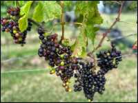 Wine Tasting at Waiheke Island 