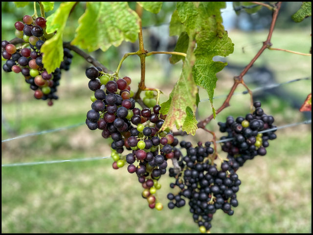 Wine Tasting at Waiheke Island 