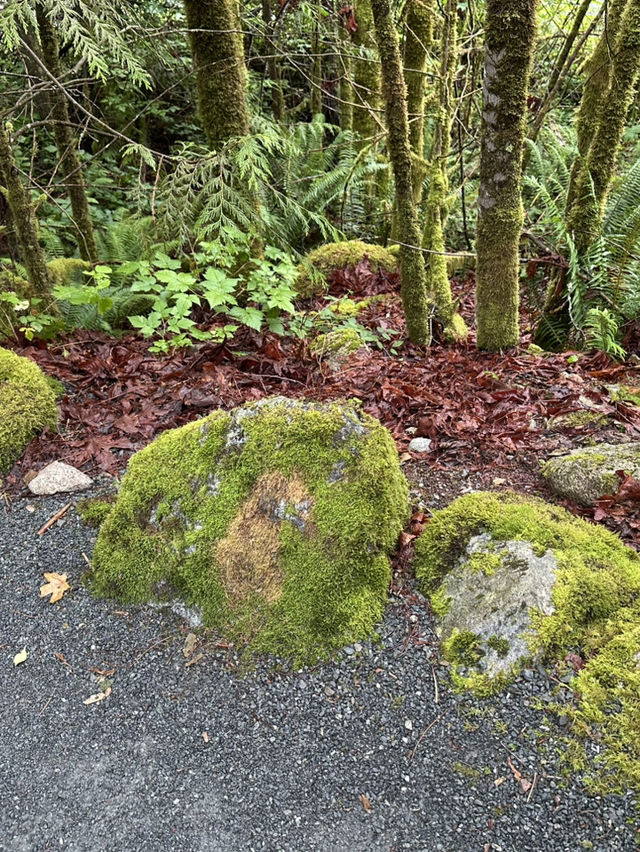 🇨🇦Vancouver근교에 시원하고 맑은 폭포Cascade falls regional park  