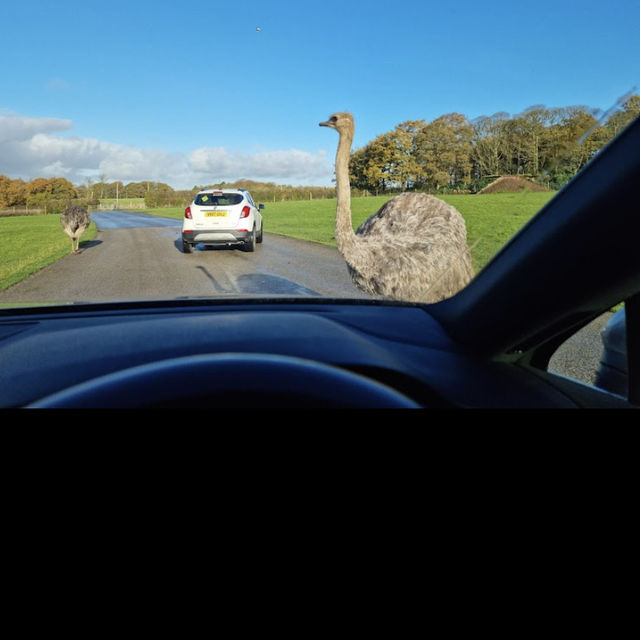 Knowsley safari park day out 🦁 