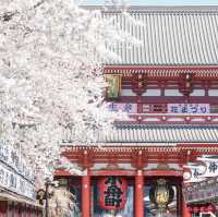 Sakura Spectacle: Tokyo's Blossom Ballet!🌸