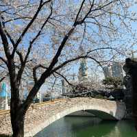 seokchon park’s cherry blossoms 