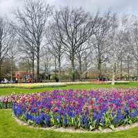 Flower Power: My Bloomin' Fantastic Keukenhof