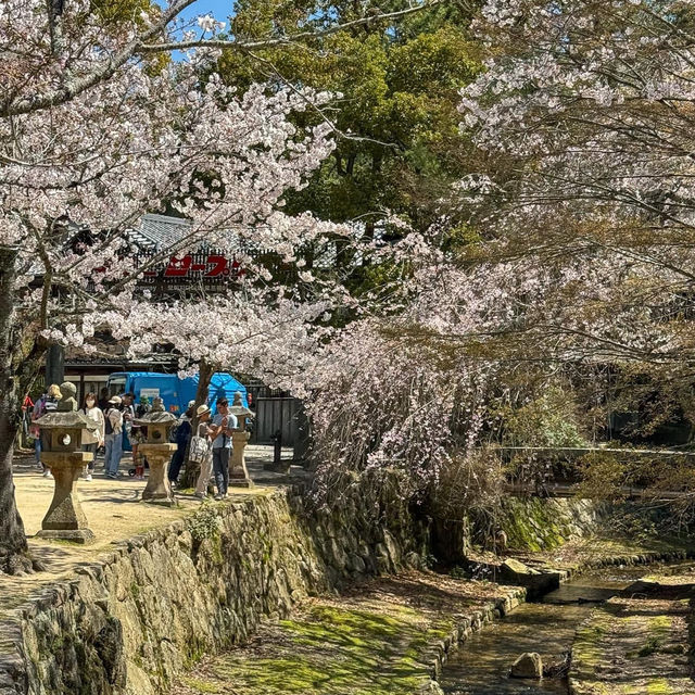 Cherry blossoms in Japan 🇯🇵