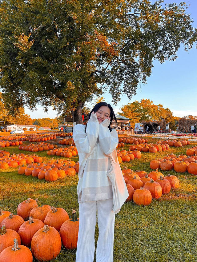 가을의 샬럿 탐험 🍁