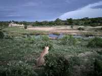 Lionesses on the hunt
