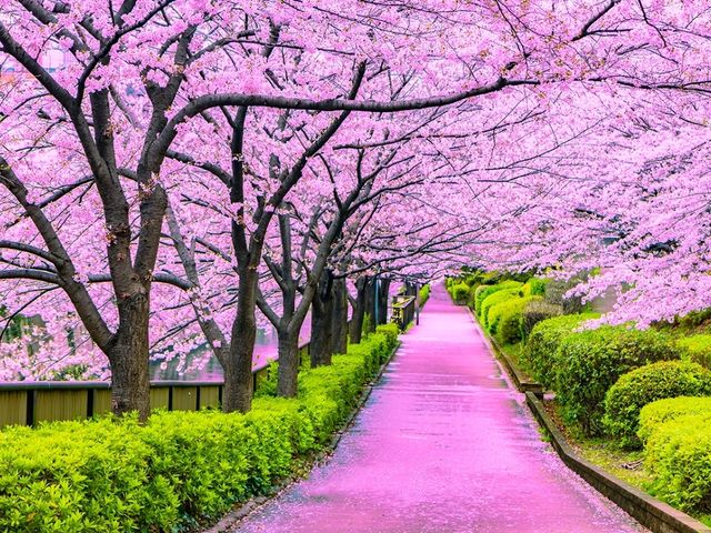 Enjoy the cherry blossom season in Japan!