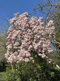 Vibin’ in Greenwich Park this April!