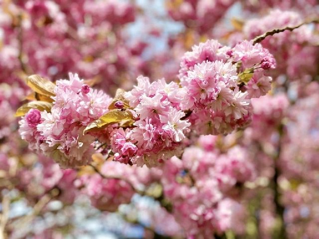 🌸 April Blooms in Preston: A Floral Wonderland 🌸