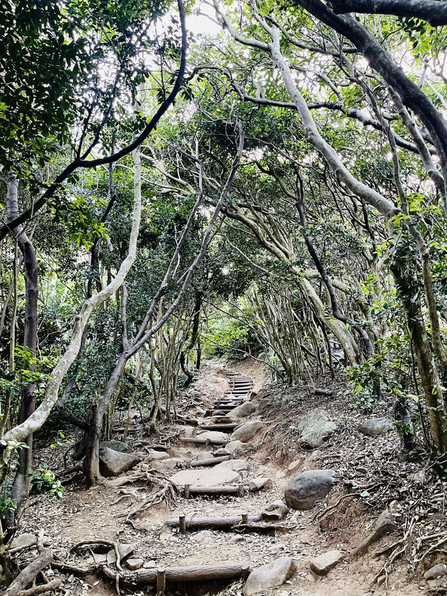 Itsoshima’s best kept secret… Totoro Forest 🌳 