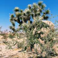🌵 Top Landmarks in Joshua Tree National Park 🏜️✨