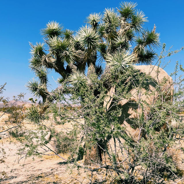 🌵 Top Landmarks in Joshua Tree National Park 🏜️✨