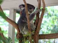 Koalas