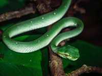 Wild Borneo Awaits: Exploring Bako National Park, Malaysia