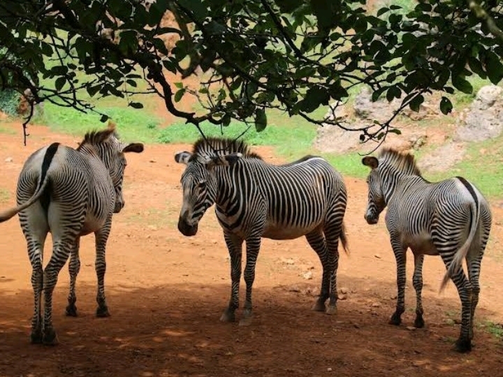 Wild Encounters in Nature: Cabárceno Natural Park