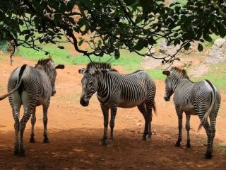 Wild Encounters in Nature: Cabárceno Natural Park
