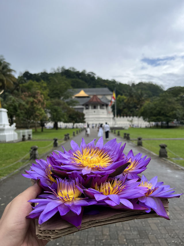 Храм Зуба Будды в Канди: Священное сердце Шри-Ланки! 🏯✨