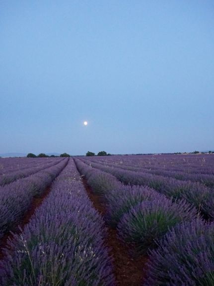 Valensole felt like stepping into a dream | lavander fields