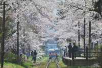 Cherry Blossom Train | Ashino Park in Aomori Prefecture, Japan