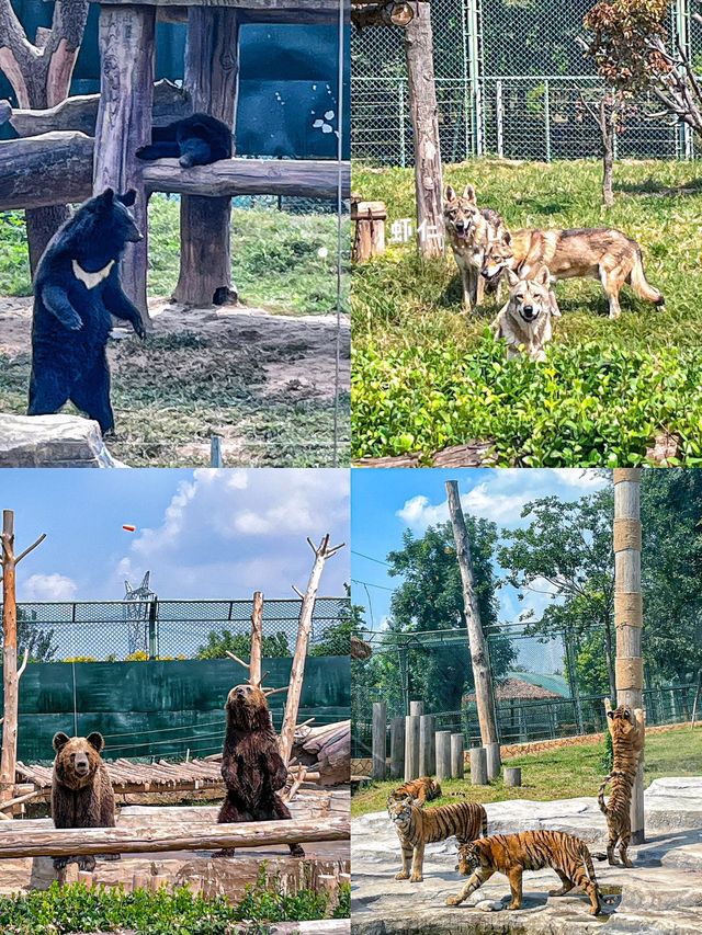 每一幀都像在動漫中的周口野生動物世界